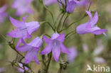 Rampion Bellflower (Campanula rapunculus)