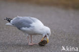 Zilvermeeuw (Larus argentatus)