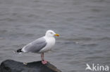 Zilvermeeuw (Larus argentatus)