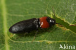 Cardiophorus ruficollis