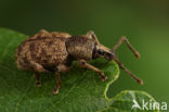 Clay-coloured Weevil (Otiorhynchus singularis)