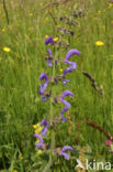 Veldsalie (Salvia pratensis)