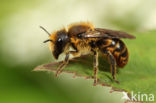 Kauwende metselbij (Osmia leaiana)