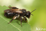 Koolzwarte zandbij (Andrena pilipes)