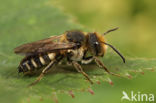 Coelioxys elongata