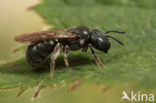 Blauwe ertsbij (Ceratina cyanea)