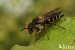 Slanke kegelbij (Coelioxys elongata)