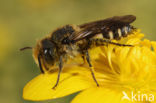 Slanke kegelbij (Coelioxys elongata)