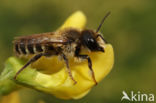 Lathyrusbij (Megachile ericetorum)