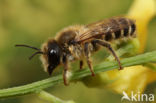 Lathyrusbij (Megachile ericetorum)