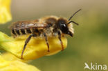 Lathyrusbij (Megachile ericetorum)