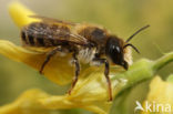 Lathyrusbij (Megachile ericetorum)
