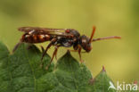 Gewone kleine wespbij (Nomada flavoguttata)