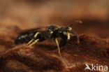 Brilmaskerbij (Hylaeus dilatatus)