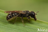 Ranonkelbij (Chelostoma florisomne)