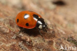 7 spot Ladybird