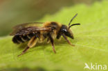 Sporkehoutzandbij (Andrena fulvida)