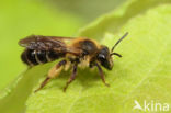 Sporkehoutzandbij (Andrena fulvida)