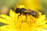 Panurgus banksianus