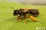 Panurgus banksianus