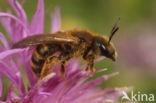 Breedbandgroefbij (Halictus scabiosae)