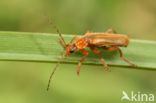 Cantharis pallida