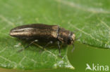 Agrilus angustulus