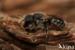 Zwartbronzen houtmetselbij (Osmia niveata)