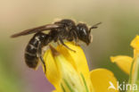 Zwartgespoorde houtmetselbij (Osmia leucomelana)