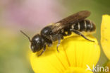 Zwartgespoorde houtmetselbij (Osmia leucomelana)