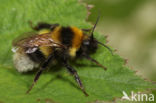 Small garden bumblebee (Bombus hortorum)