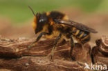 Tuinbladsnijder (Megachile centuncularis)