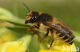 Lathyrusbij (Megachile ericetorum)