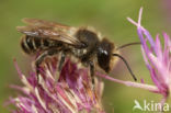 Lapse behangersbij (Megachile lapponica)