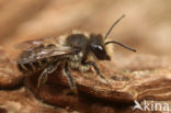 Lapse behangersbij (Megachile lapponica)