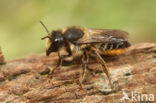 Lapse behangersbij (Megachile lapponica)