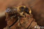 Klaverbehangersbij (Megachile ligniseca)