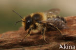 Klaverbehangersbij (Megachile ligniseca)