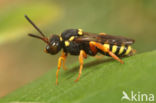 Zwartsprietwespbij (Nomada flavopicta)