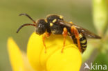 Wasp-bee (Nomada rufipes)