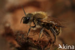 Kauwende metselbij (Osmia leaiana)