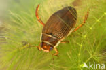 Great Diving Beetle (Dytiscus marginalis)