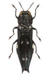 Agrilus guerini