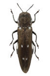 Agrilus ater