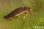 Great Diving Beetle (Dytiscus marginalis)