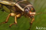 Great Diving Beetle (Dytiscus marginalis)