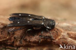 Agrilus ater