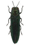 Agrilus planipennis