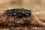 Agrilus ater