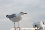 Zilvermeeuw (Larus argentatus)